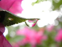 雨粒