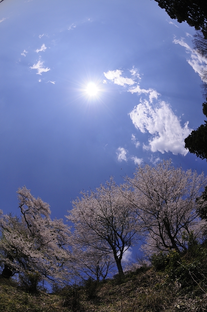 桜三姉妹