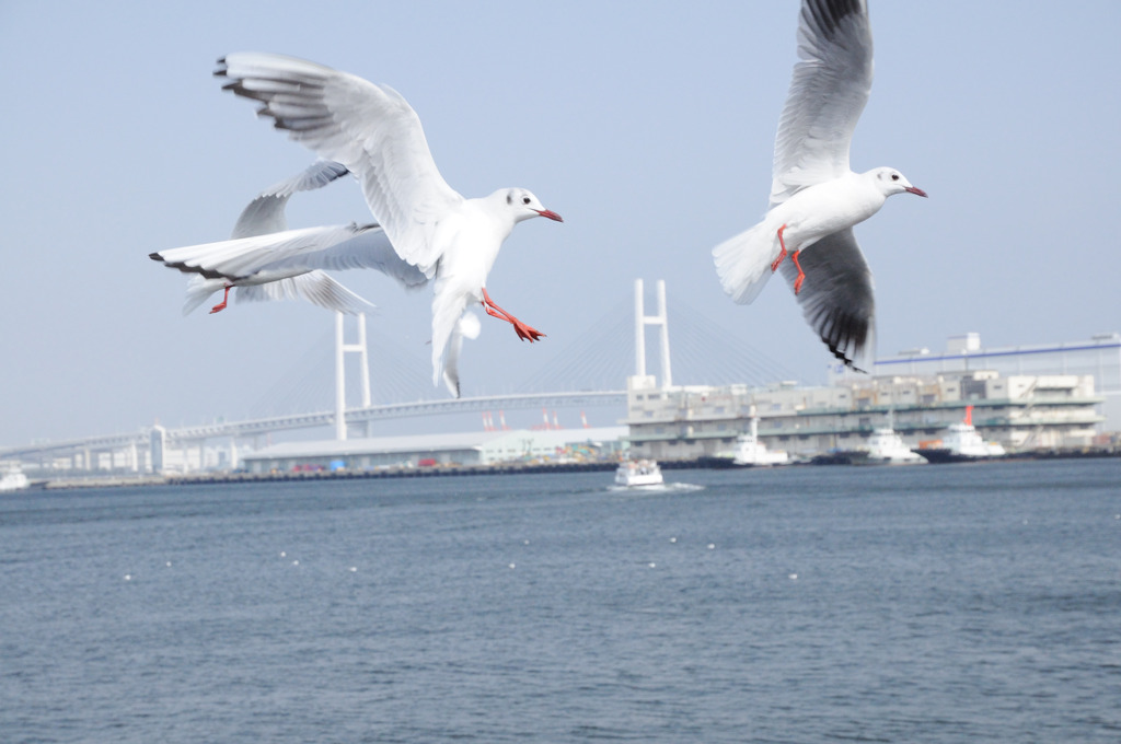 山下公園１