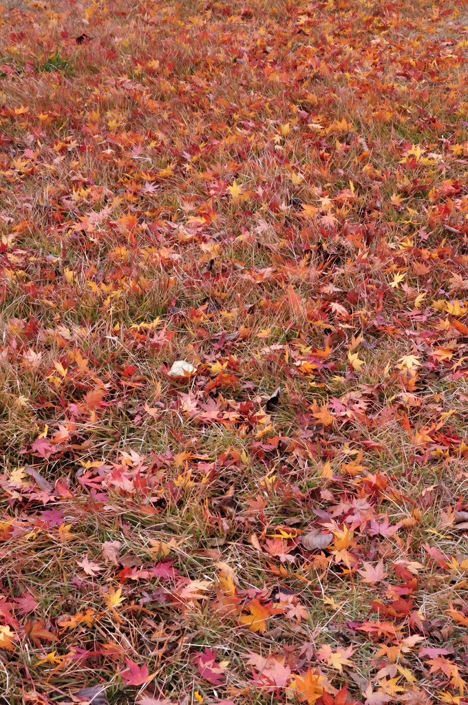 紅絨毯