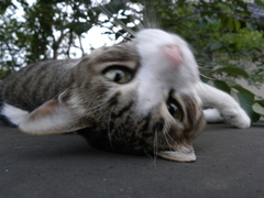 ゴロン