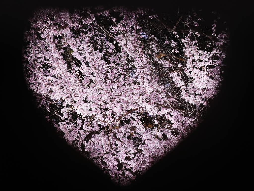 桜の気持ち