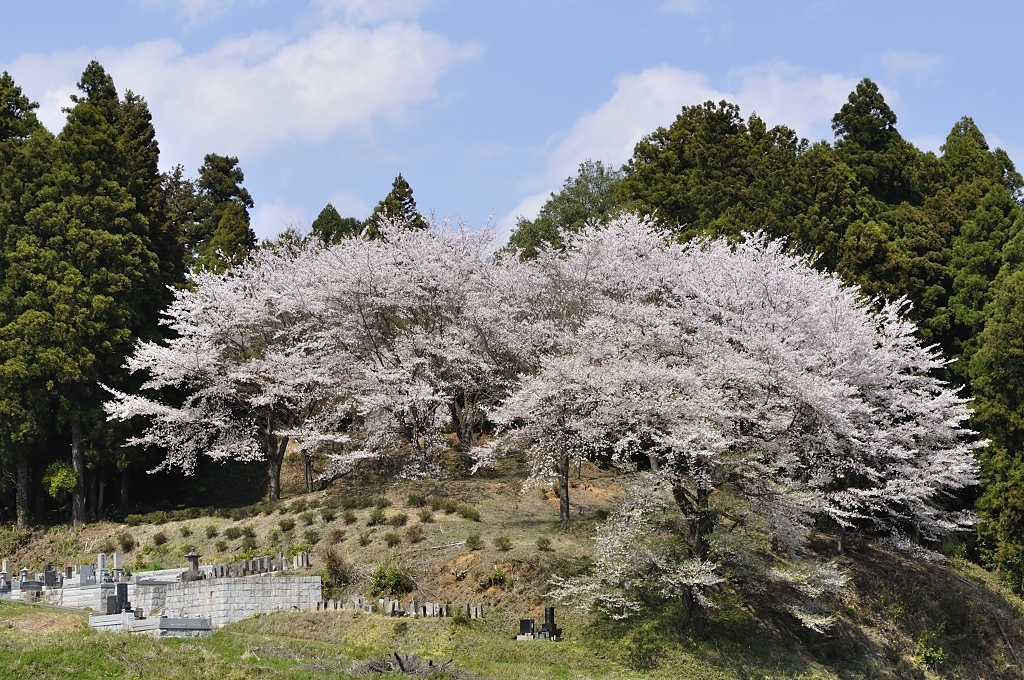 見護り桜