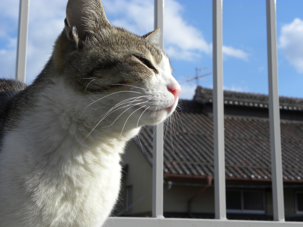 久々の太陽