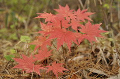 小さな紅葉