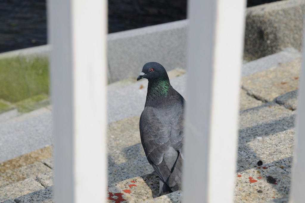 山下公園２