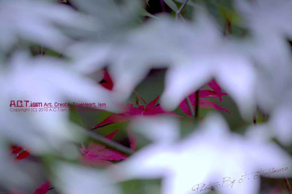 Glimpse Red