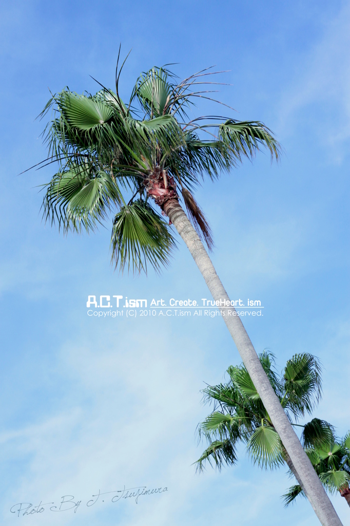 Palm