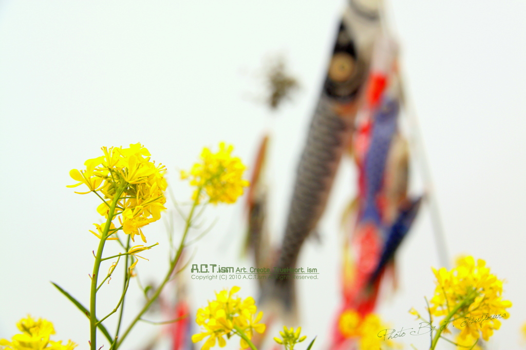 Carp Streamer