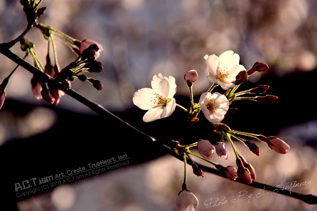 Cherry Blossoms