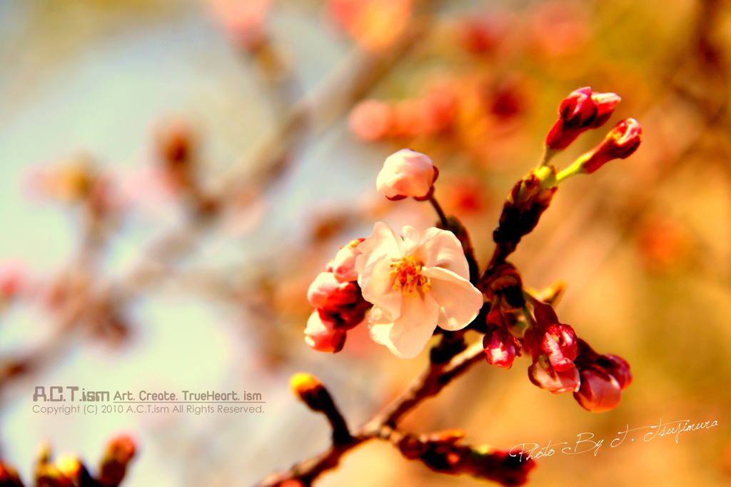 Cherry Blossoms