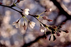 Cherry Blossoms