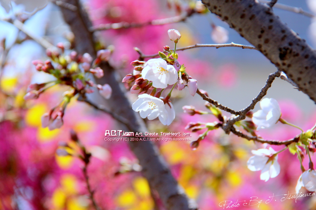 Cherry Blossoms