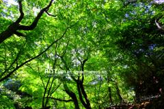 Green Canopy