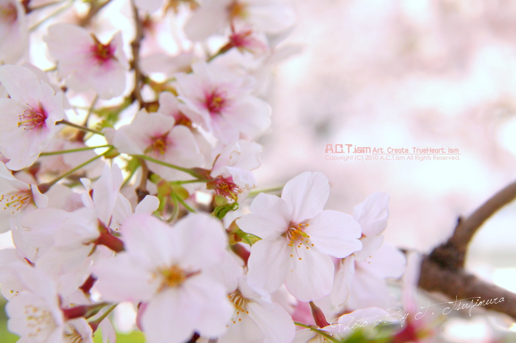 Cherry Blossoms