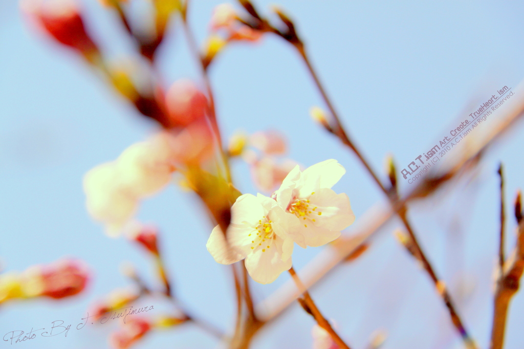 Cherry Blossoms