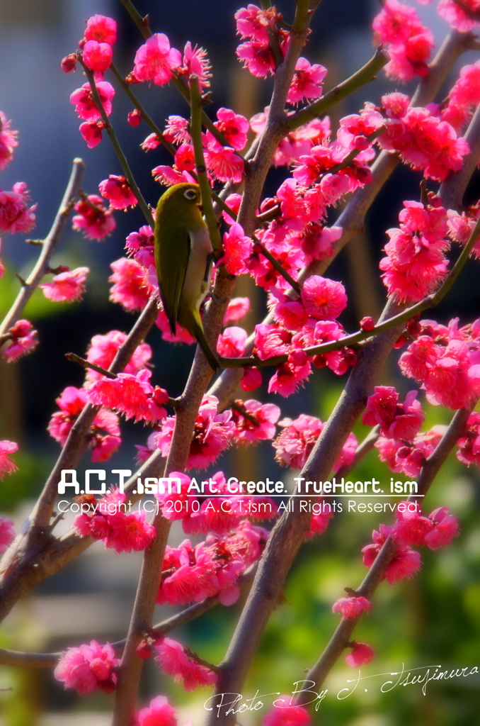 Plum-Blossom & White-Eye　Ⅳ