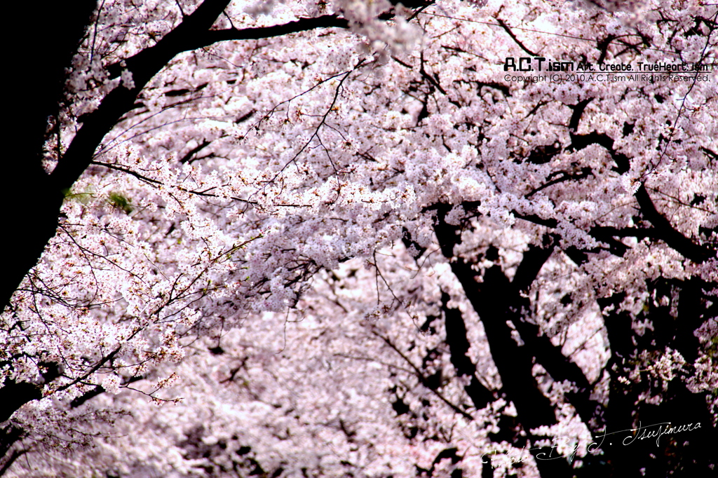 Cherry Blossoms