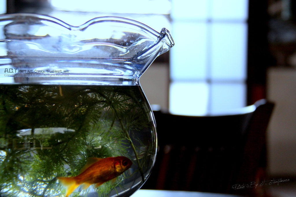 Goldfish Bowl