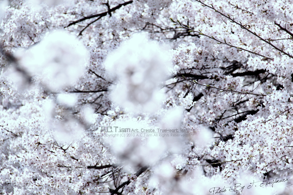 Cherry Blossoms