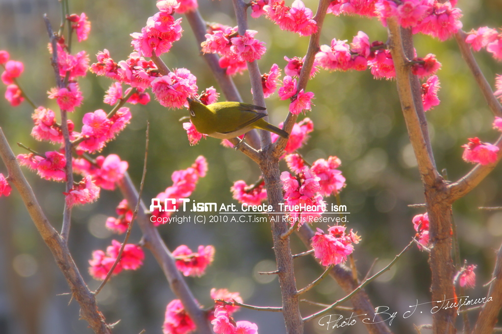 Plum-Blossom & White-Eye　Ⅰ