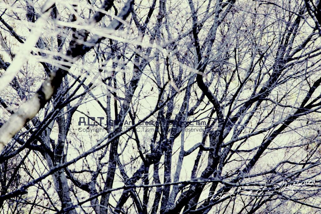 Silver Frost