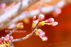 Cherry Blossoms