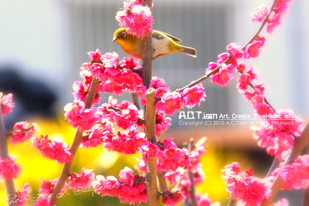 Plum-Blossom & White-Eye　Ⅲ