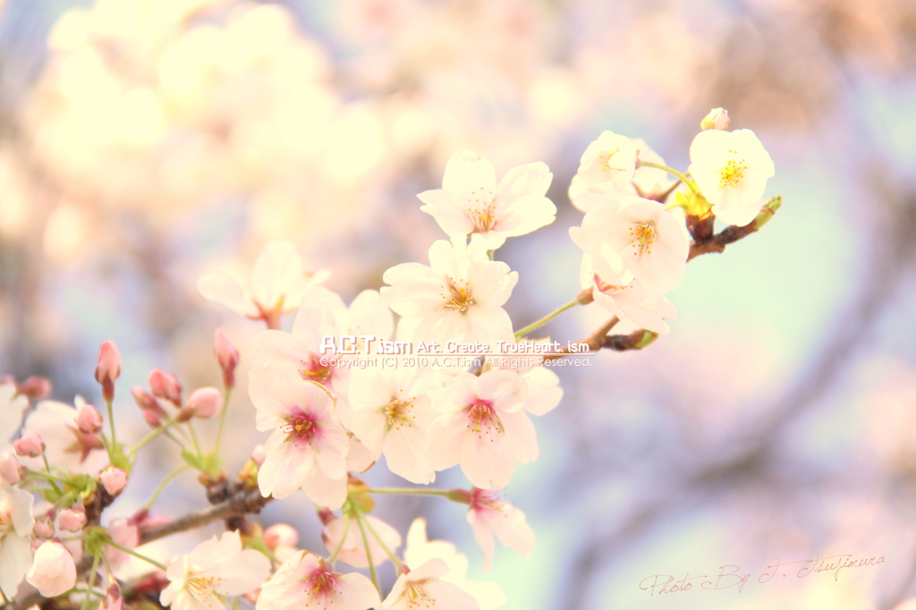 Cherry Blossoms