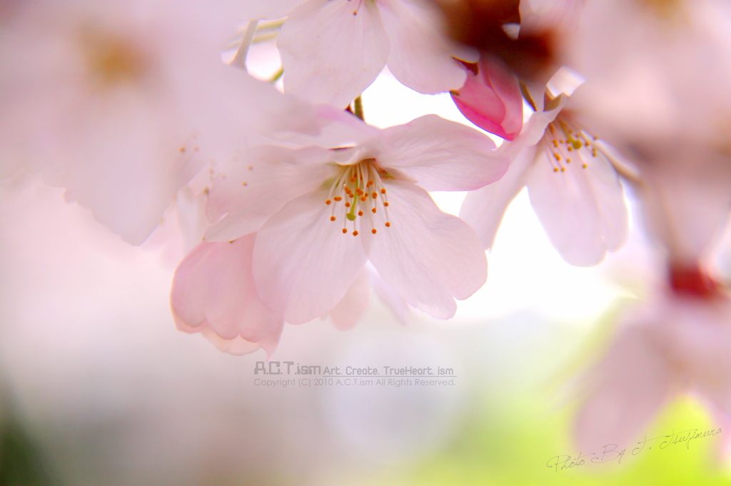 Cherry Blossoms