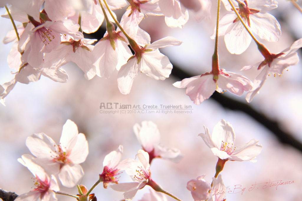 Cherry Blossoms