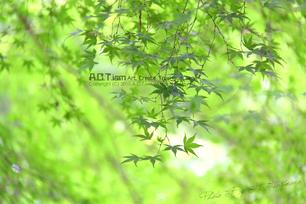 Shiny Leaves