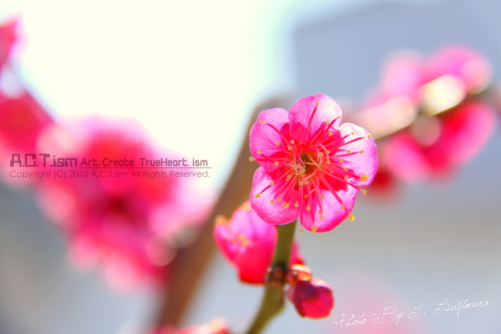 Plum-Blossom　Ⅱ