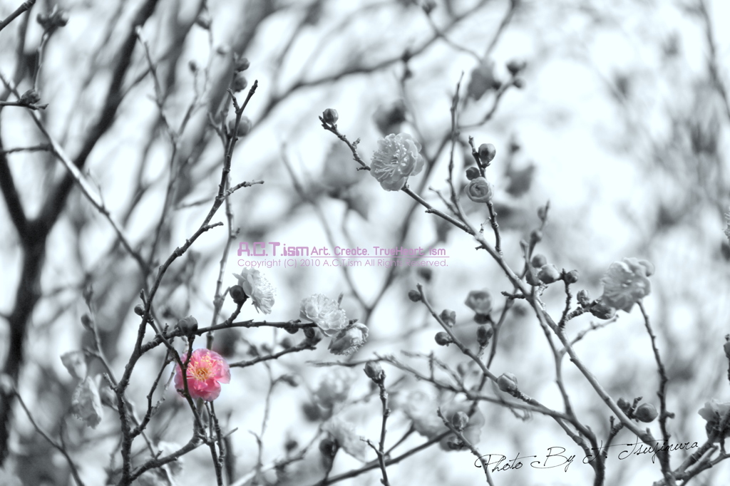 Plum-Blossom　Ⅰ