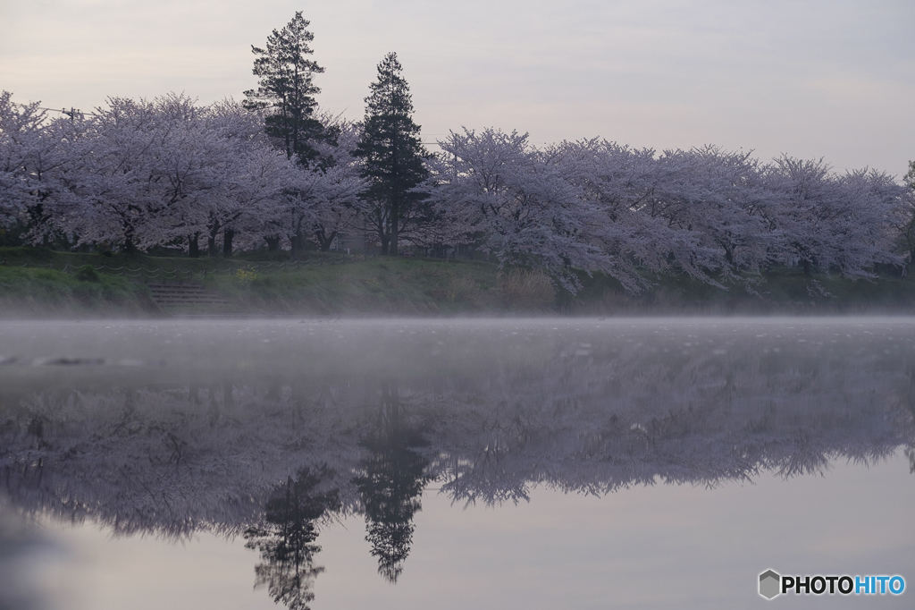 近所の桜。