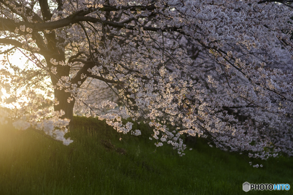 朝日と桜