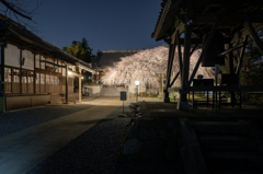 慶福寺の桜