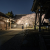慶福寺の桜