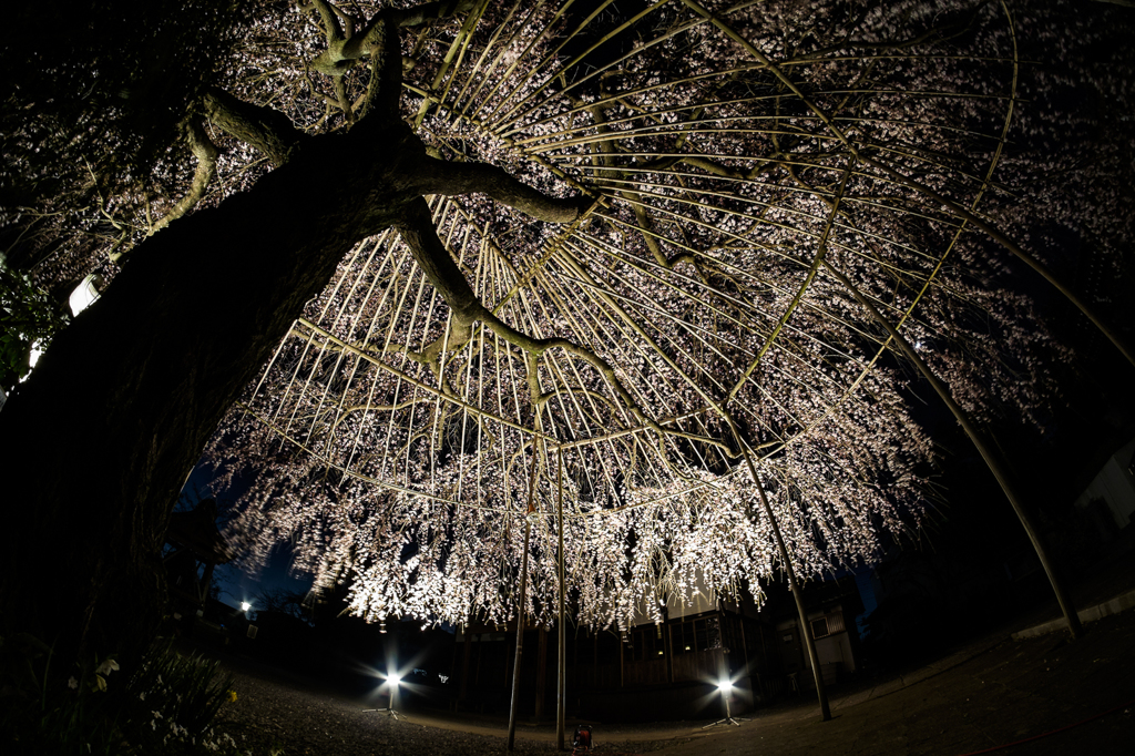 枝垂れ桜（将軍桜）