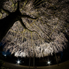 枝垂れ桜（将軍桜）