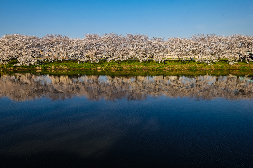 地元の桜並木