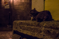 城壁の街の猫
