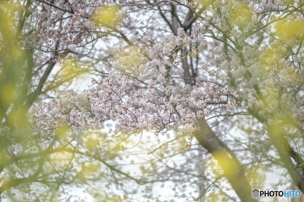 桜と菜の花