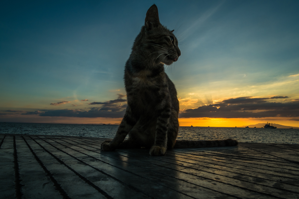 Sunset with Cat