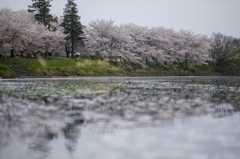 桜の散る時。川に浮かぶ綺麗な花びら