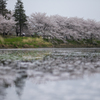 桜の散る時。川に浮かぶ綺麗な花びら