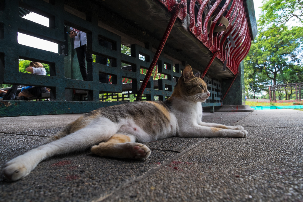 何かセクシーな猫ちゃん。