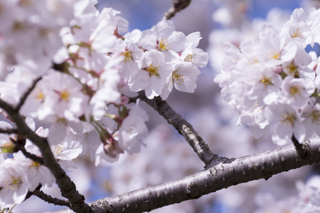 2015-SAKURA