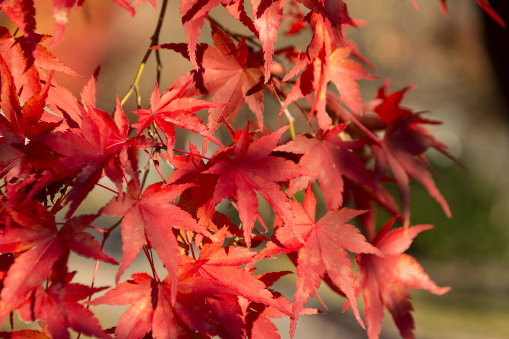 紅葉