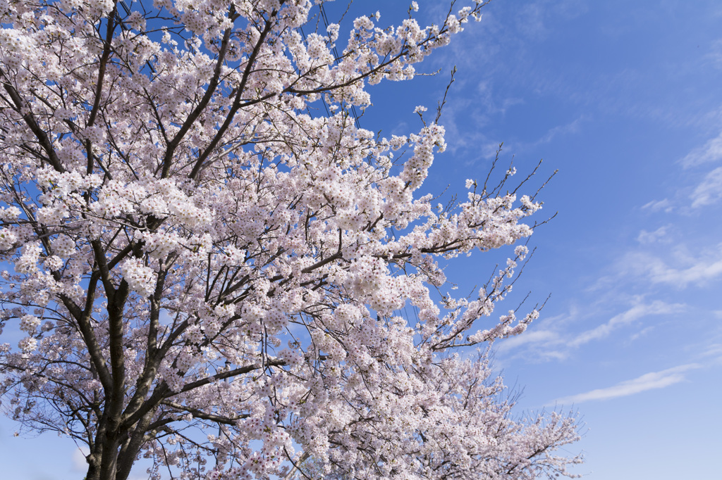 2015-SAKURA